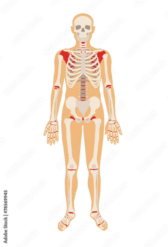 Skeleton. Vector flat illustration Skeleton. Vector flat illustration