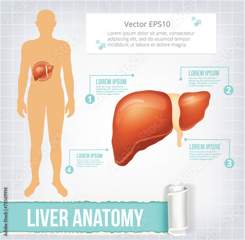 Vector liver infographics banner illustration