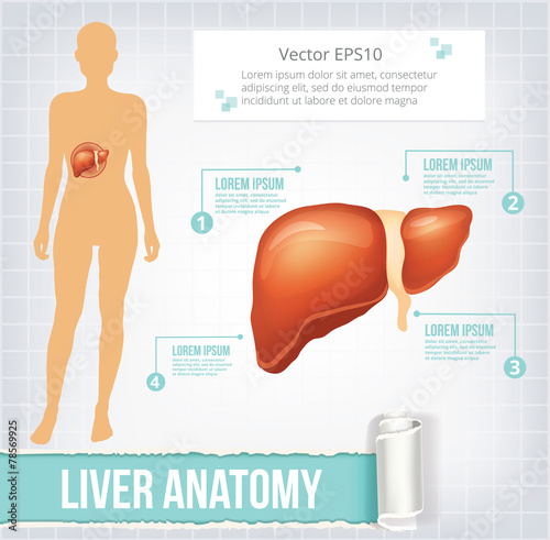 Vector liver infographics banner illustration