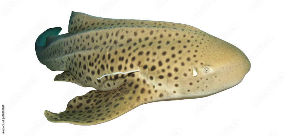 Leopard Shark (also known as Zebra Shark) isolated on white Leopard Shark (also known as Zebra Shark) isolated on white