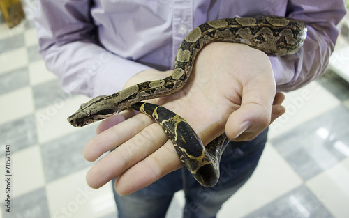 Small snake in man’s hands