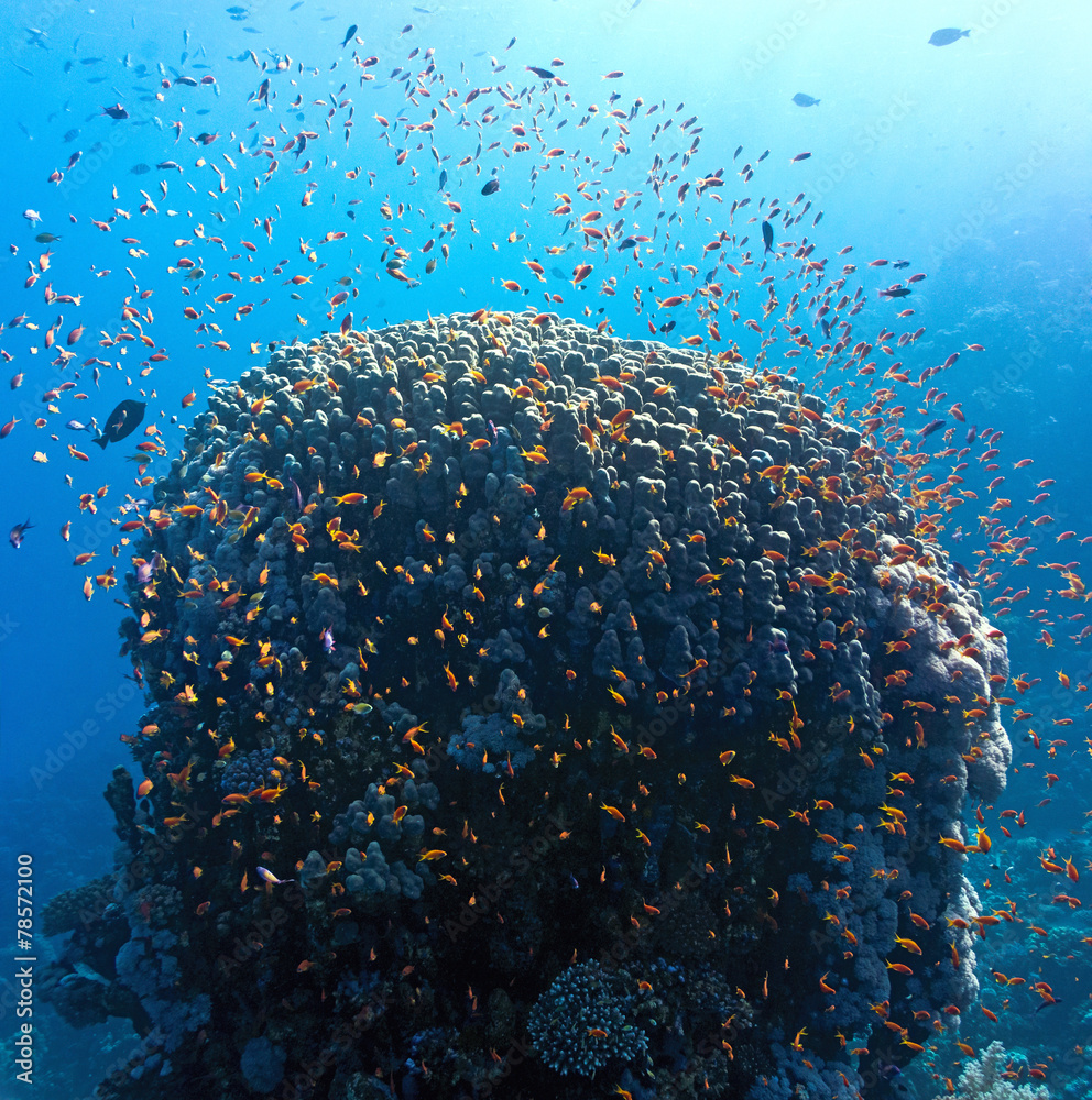 Coral reef scene