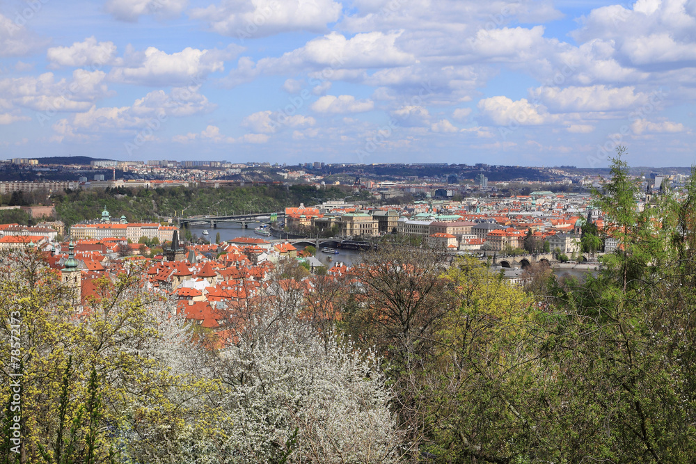 Spring Prague with flowering Trees, Czech Republi