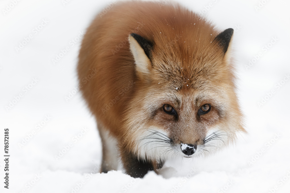 Red Fox