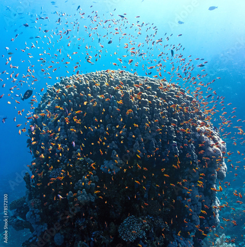 Obraz na płótnie Coral reef scene w salonie