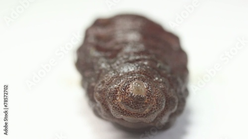 Larva of a rodent bot fly (Cuterebra sp.). photo