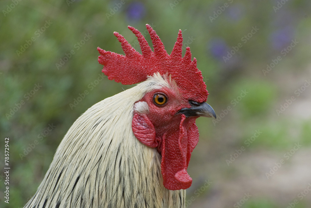 Portrait of a cock close-up..