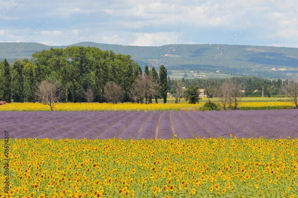 Obraz premium fleur de tournesol et champ de lavandes - Drôme