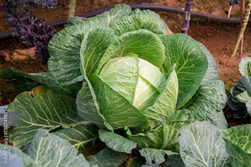 cabbage in the garden