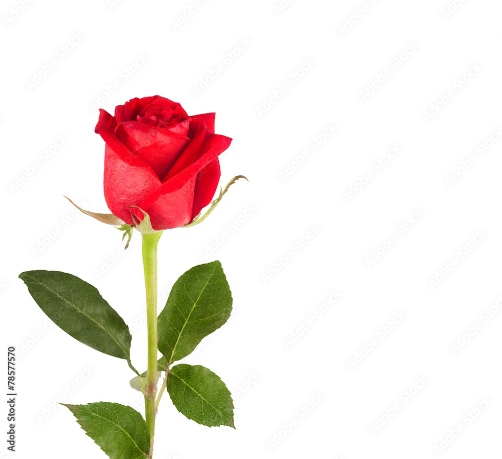 Red rose with green leaves isolated on white background Red rose with green leaves isolated on white background