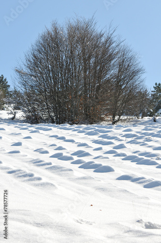 neige soufflée par le vent photo