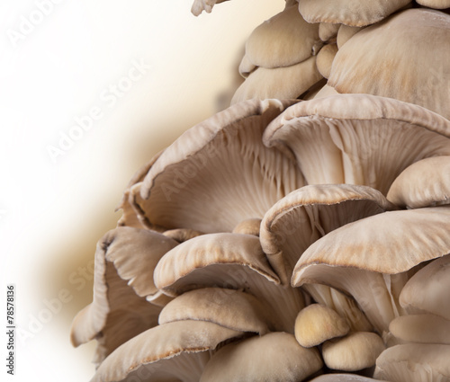 Oyster mushrooms, close-up.