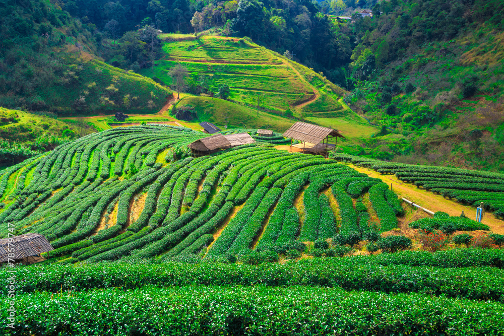 Tea plantation in the Doi Ang Khang, Chiang Mai, Thailand