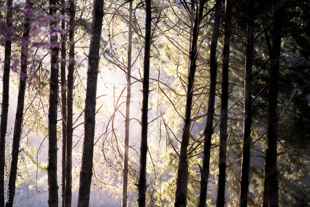 Naklejka premium Forest