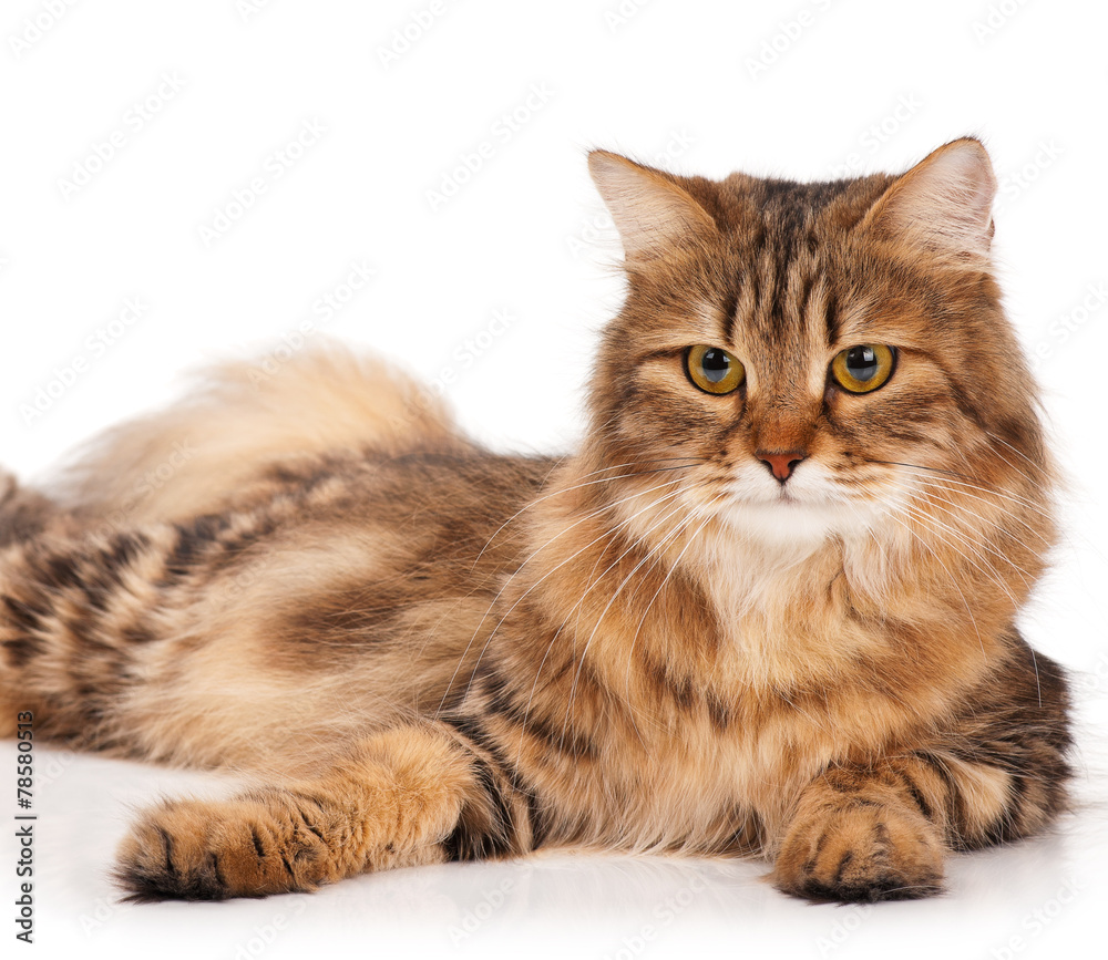 Siberian cat