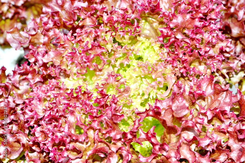 Hydroponics Vegetables : planting the vegetable without soil Hydroponics Vegetables : planting the vegetable without soil