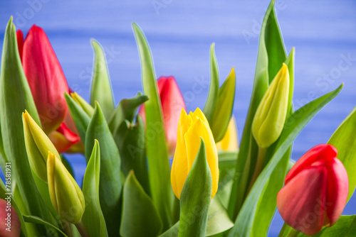 Bunch of fresh spring tulips