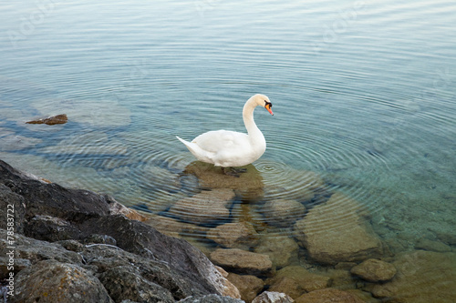 Fototapeta Naklejka Na Ścianę i Meble -  A swan in the lake