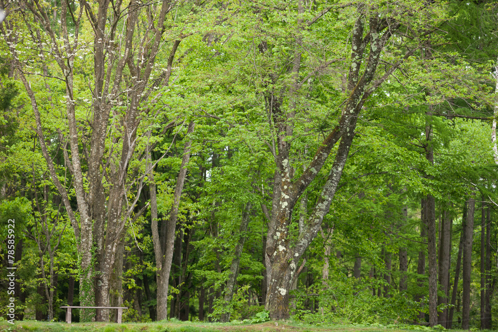 Obraz premium 初夏の里山