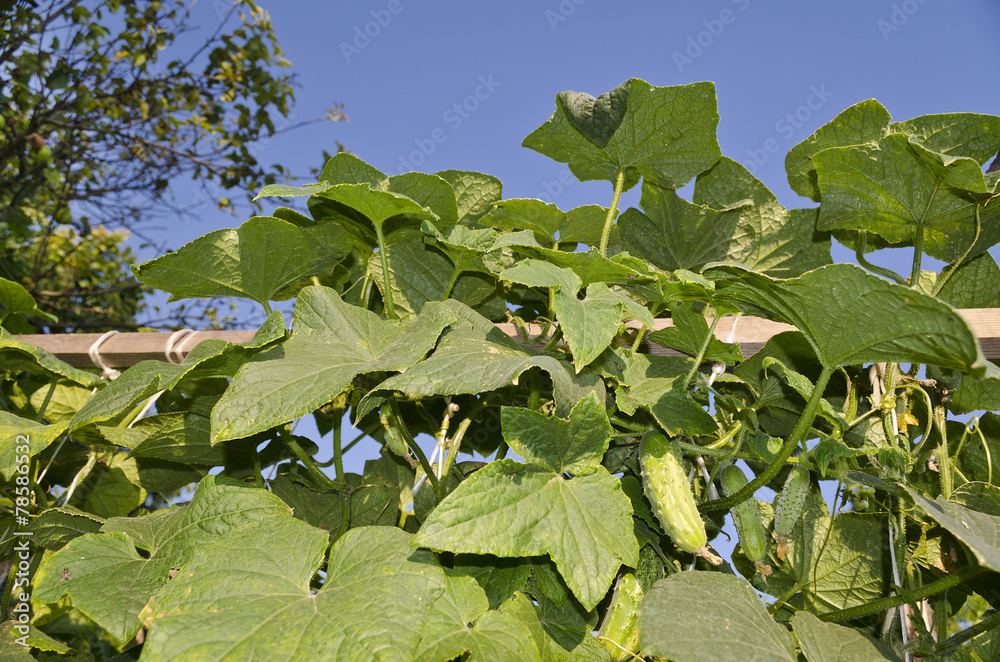 Obraz premium Growing bio vegetables in the northern Bulgaria