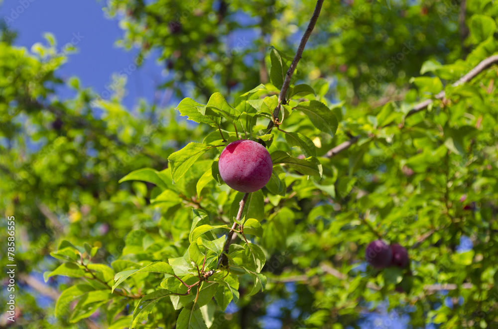 custom made wallpaper toronto digitalGrowing bio fruits in the northern Bulgaria