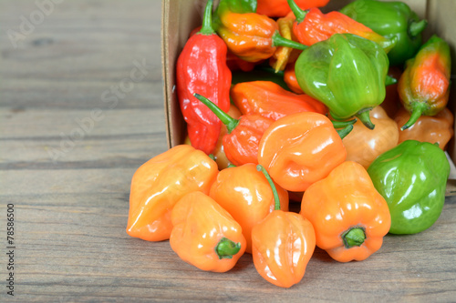 hottest pepper photo