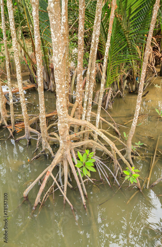 mangrove plants
