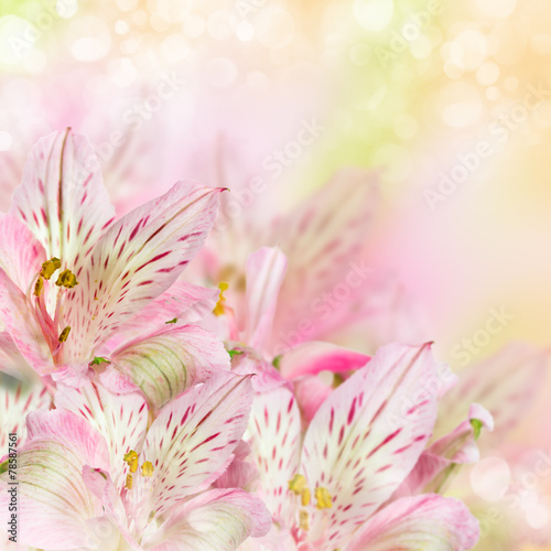 Pink flowers alstroemeria