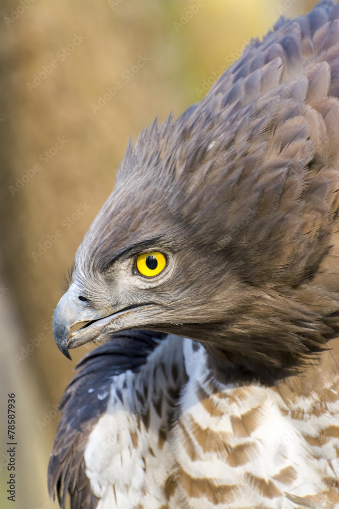 Fototapeta premium Short-toed snake eagle (Circaetus gallicus)