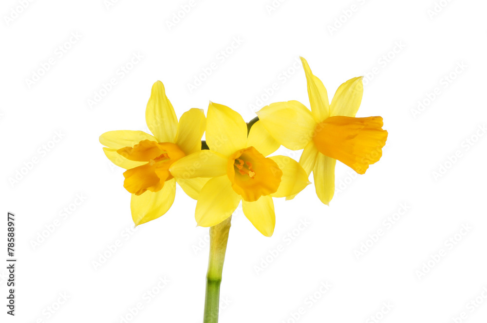 Narcissus Tete a Tete Narcissus Tete a Tete