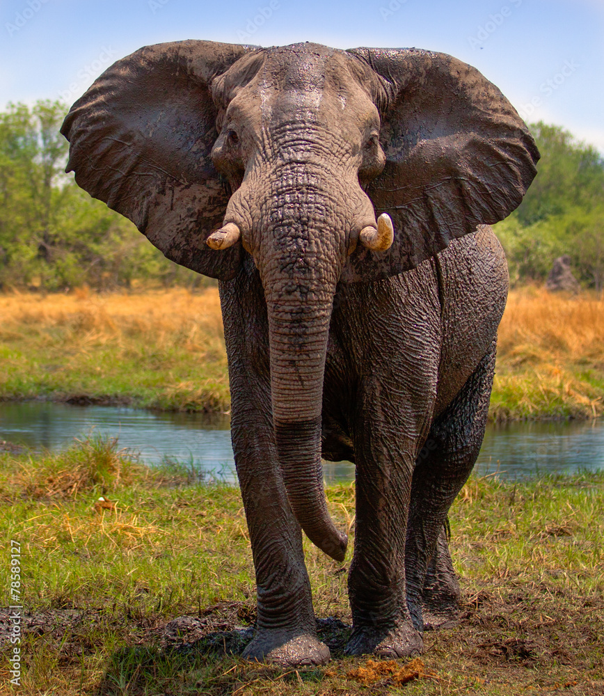 Fototapeta premium Alert elephant ready to charge