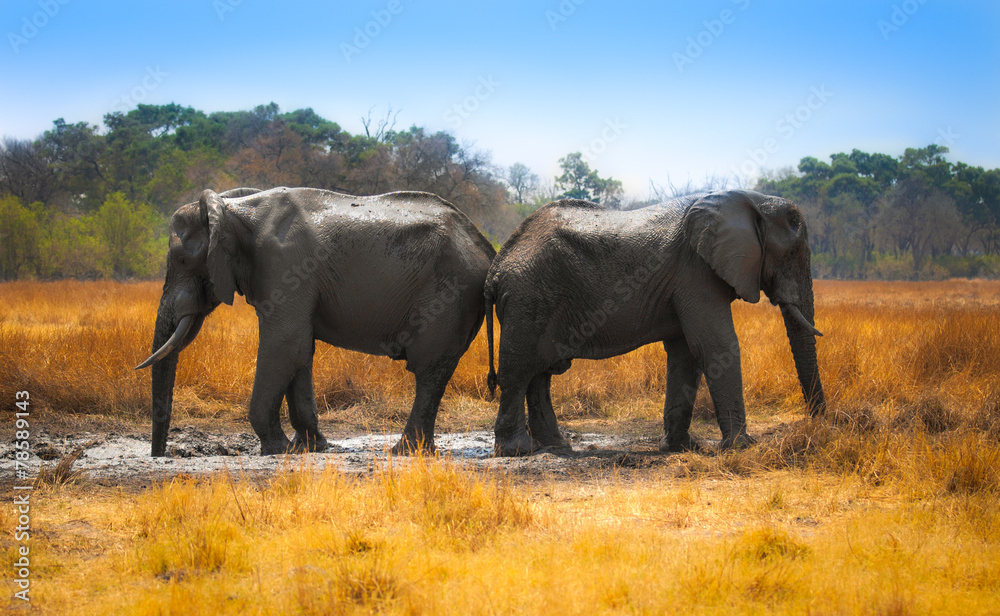 Fototapeta premium African mud bath