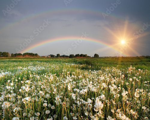 Fototapeta Naklejka Na Ścianę i Meble -  Rainbow over the field with flowers