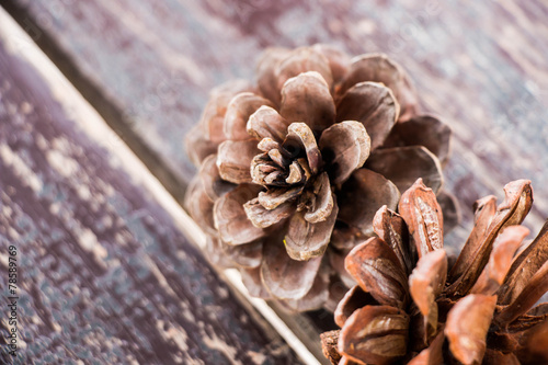 Pine tree fruit background photo