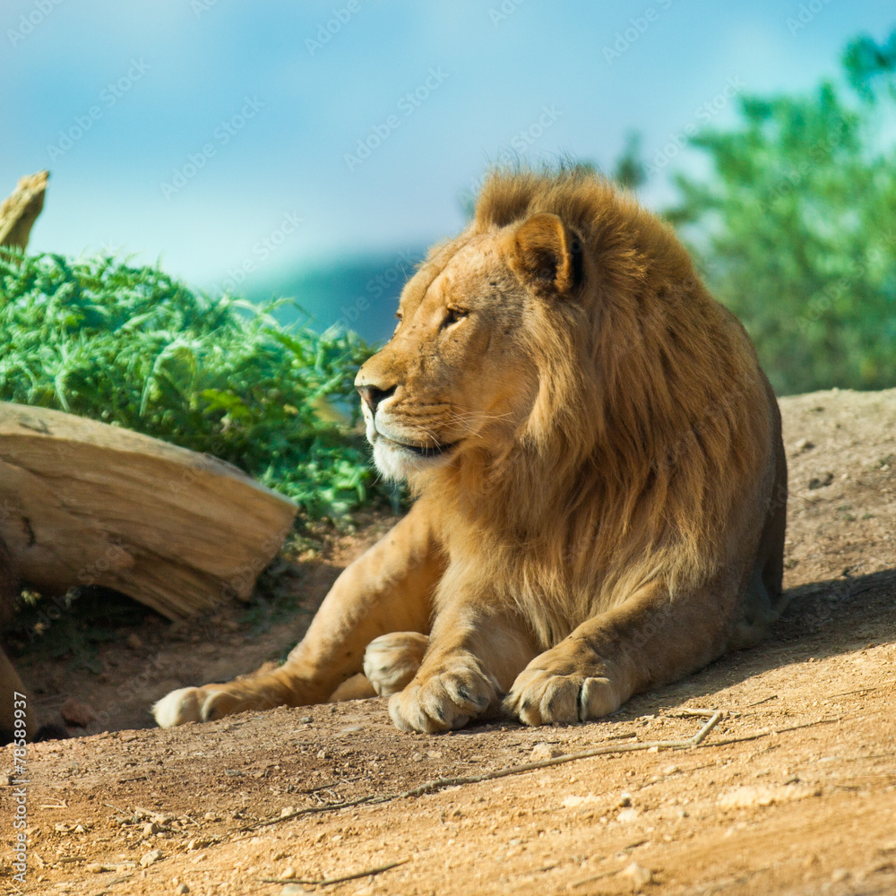 Obraz premium beautiful lion
