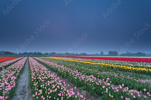 colorful tulip field in spring