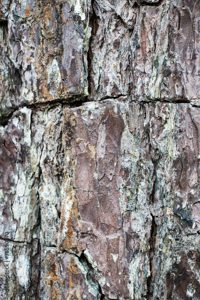 Fototapeta premium Bark abstract background