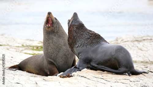 New Zealand Fur Seal near Kaikoura (New Zealand)