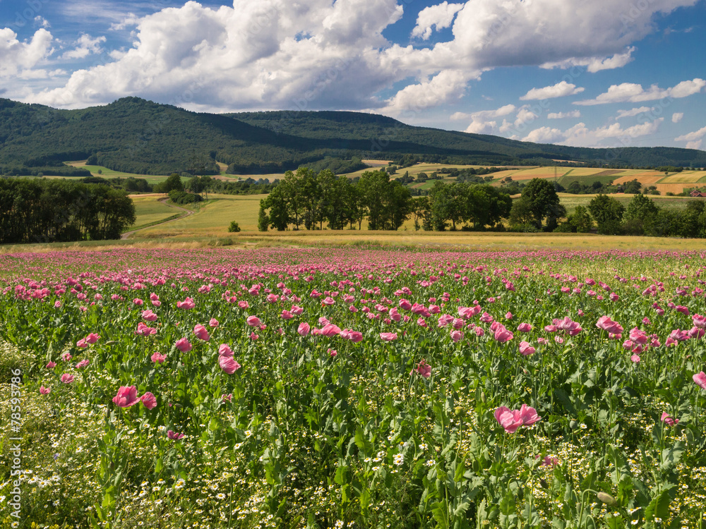 Pink Opium Poppy field in a rural landscape