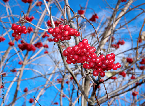 Bright red berries of Viburnum on the branches