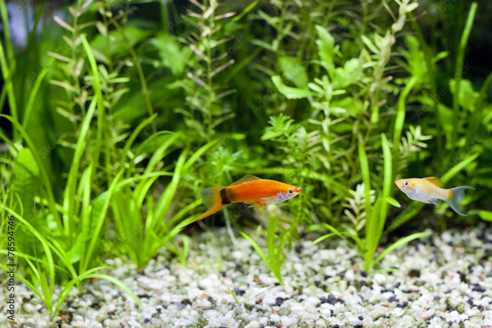Fototapeta premium Aquarium Swordtail and Molly; focus on Swordtail