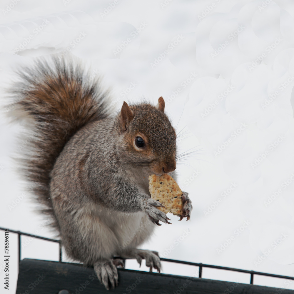 Fototapeta premium squirrel