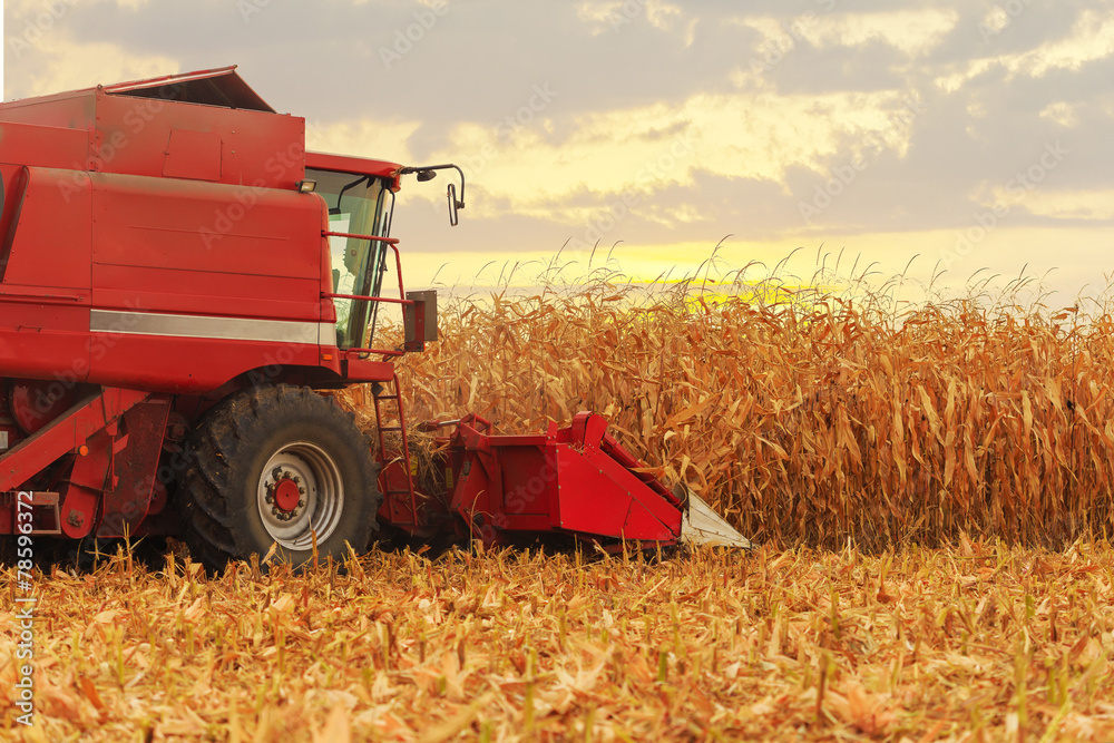 Naklejka premium Red harvester working on corn field