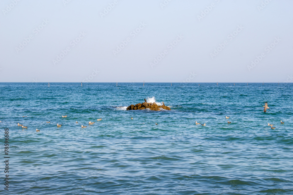 Sea gulls on a rock in the sea