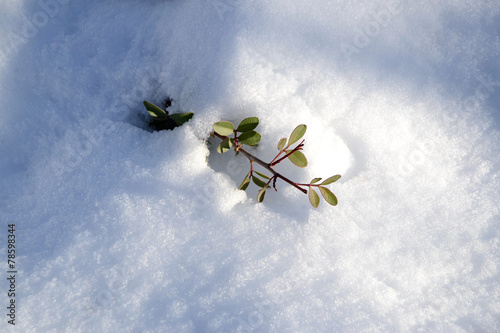 Flowers and plants in the snow