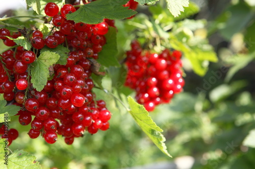 Red currants in garden