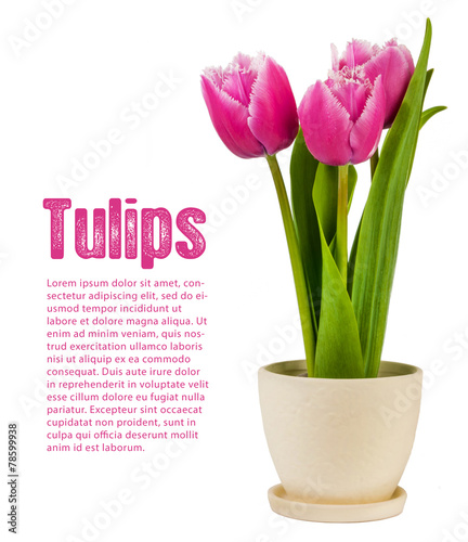 tulips in pot isolated