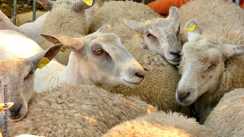 Moutons des prés salés dans un parc photo