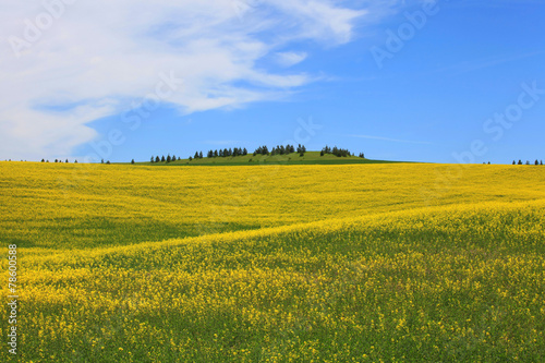 Rapeseed fields