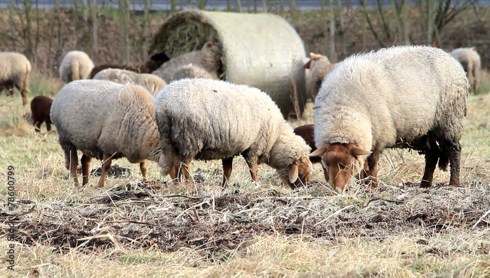 Schafe und Lämmer draussen im Winter Stock ビデオ | Adobe Stock